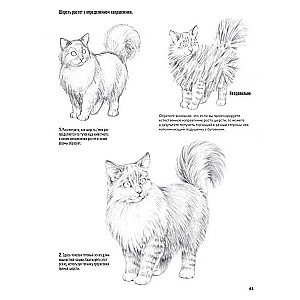 Animal Portraits. Drawing in Japanese Author's Technique