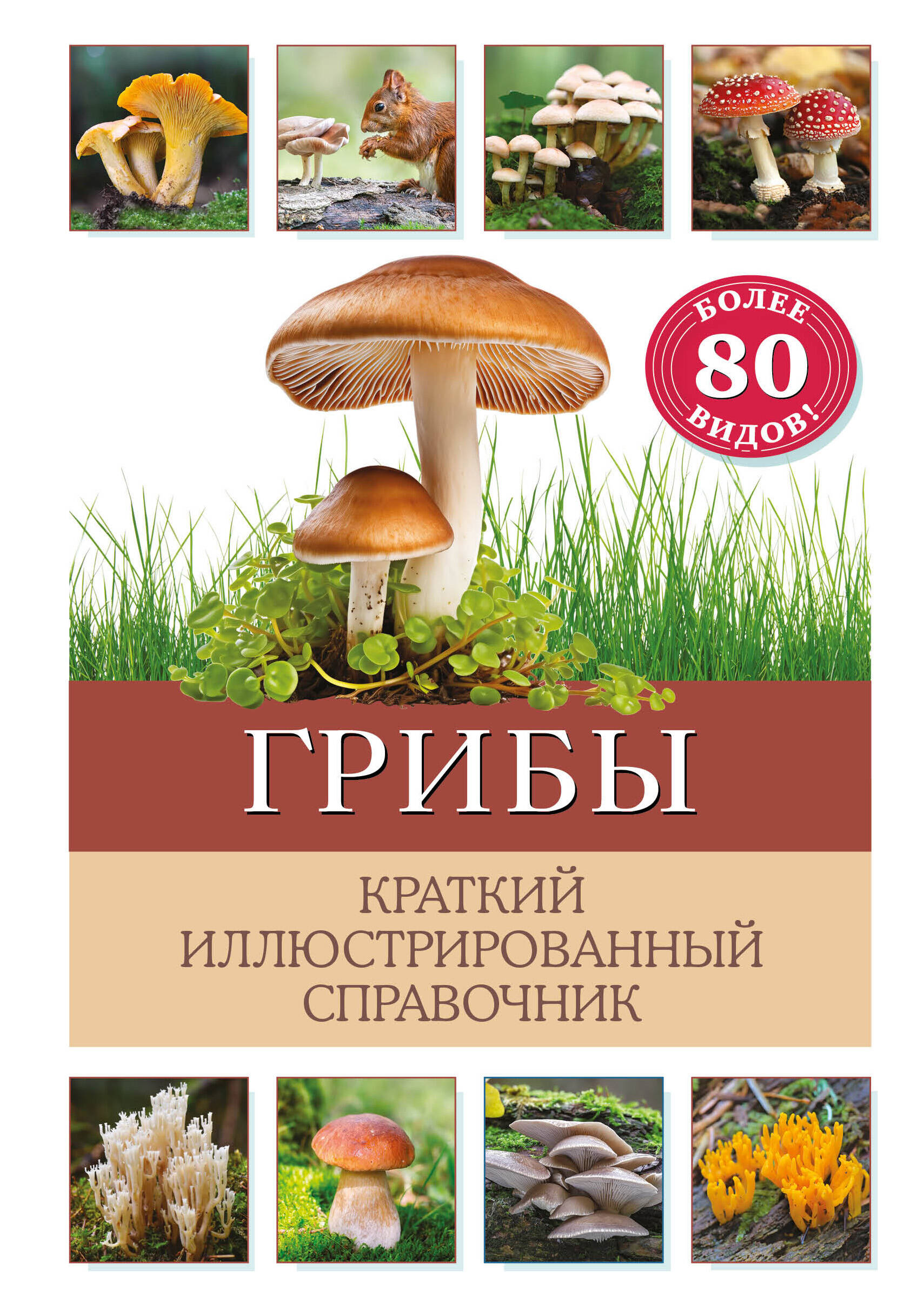 Mushrooms. A brief illustrated guide