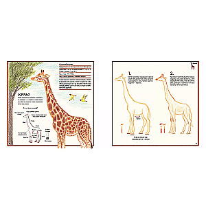 Drawing Cute Animals