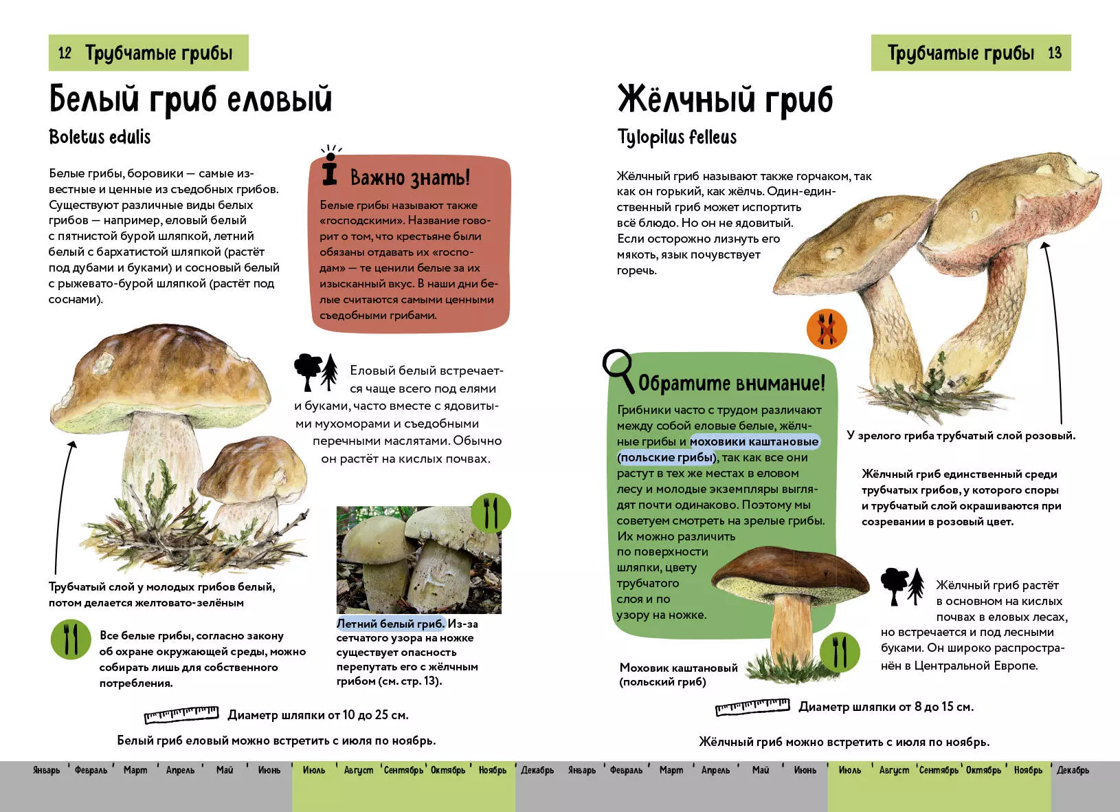Mushrooms. A brief illustrated guide