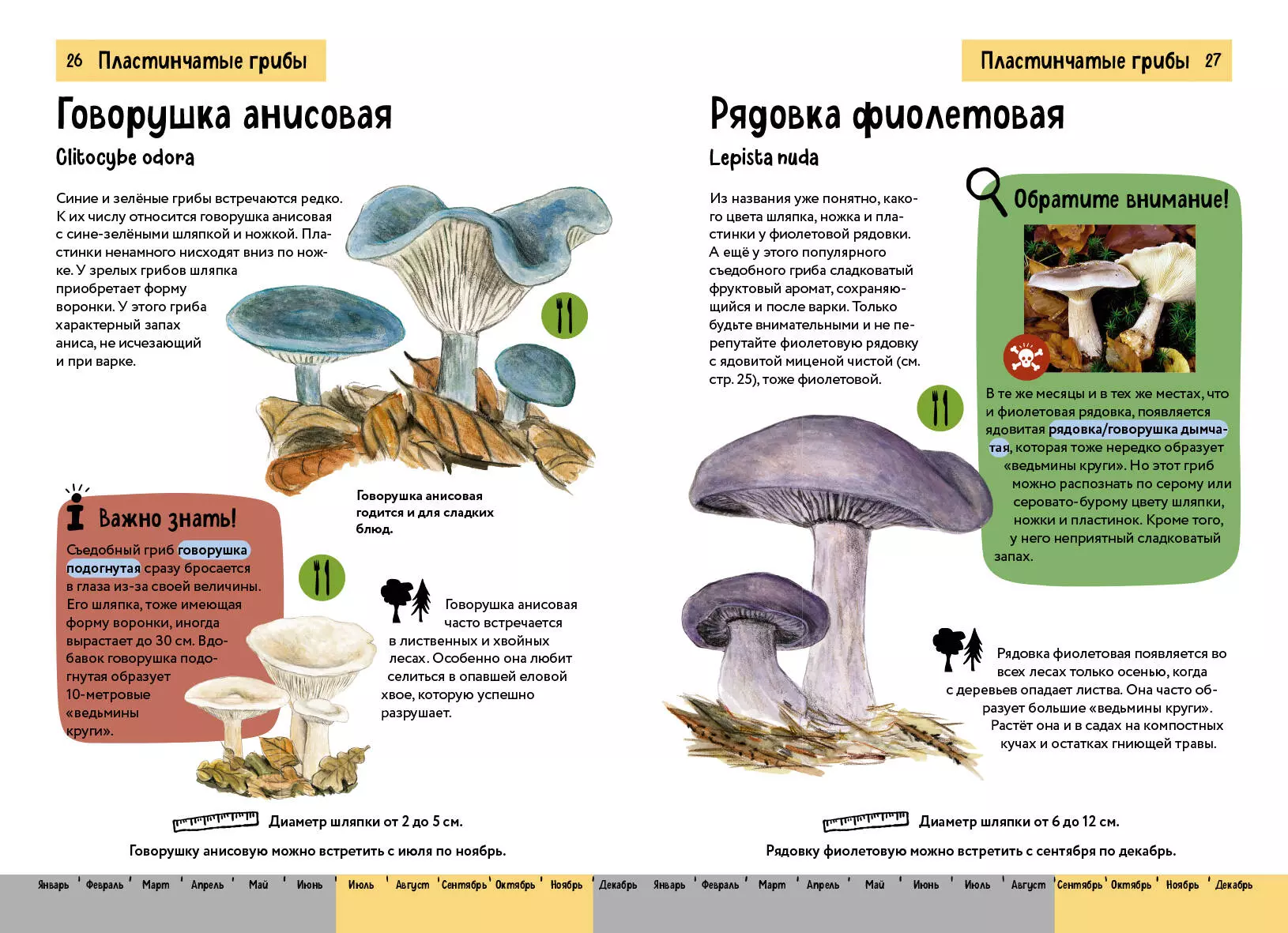 Mushrooms. A brief illustrated guide