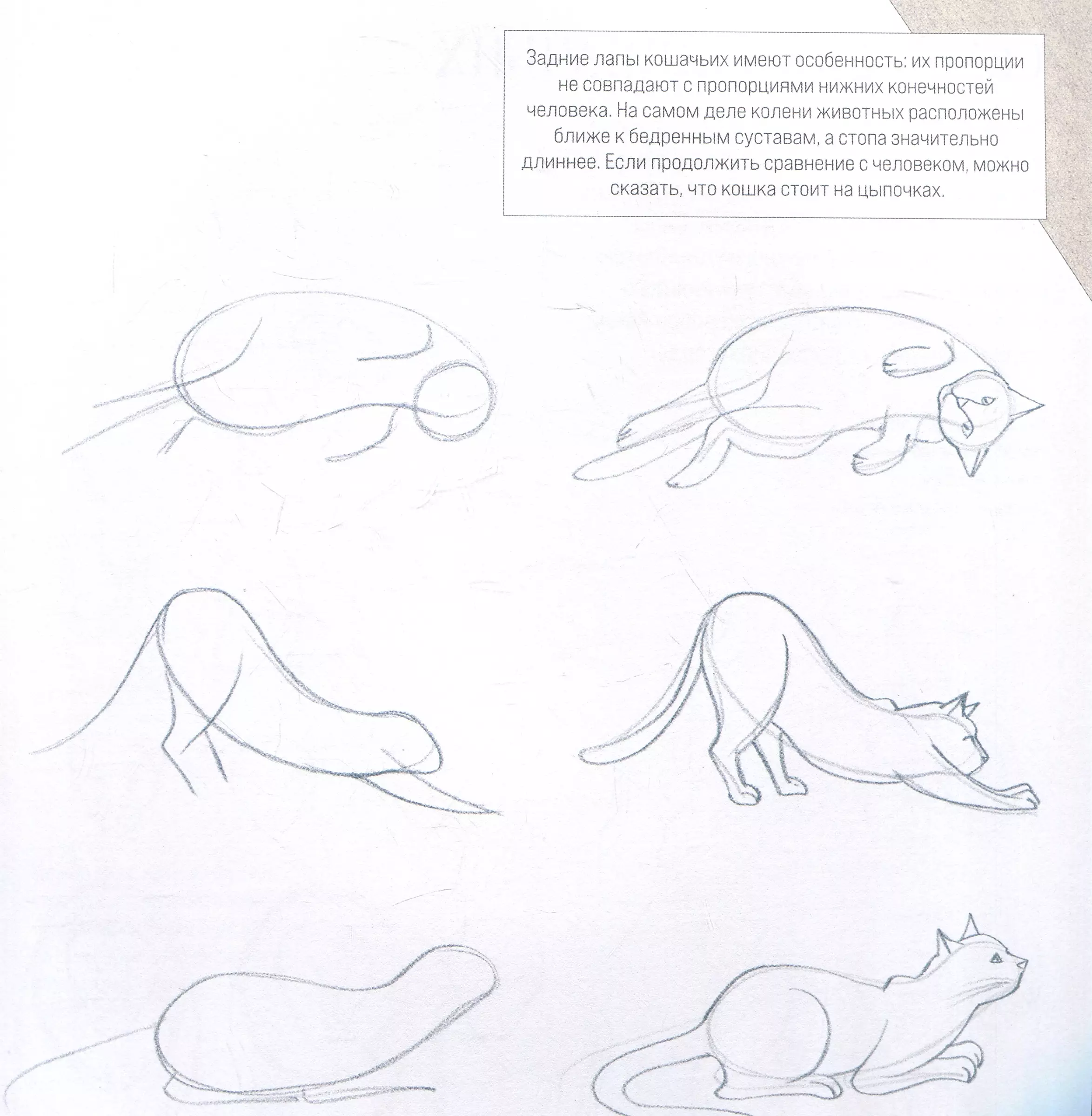 Drawing is easy. Let's learn to draw nature, animals, people, and perspective