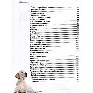 Dogs. The Most Famous Breeds. A Large Illustrated Encyclopedia