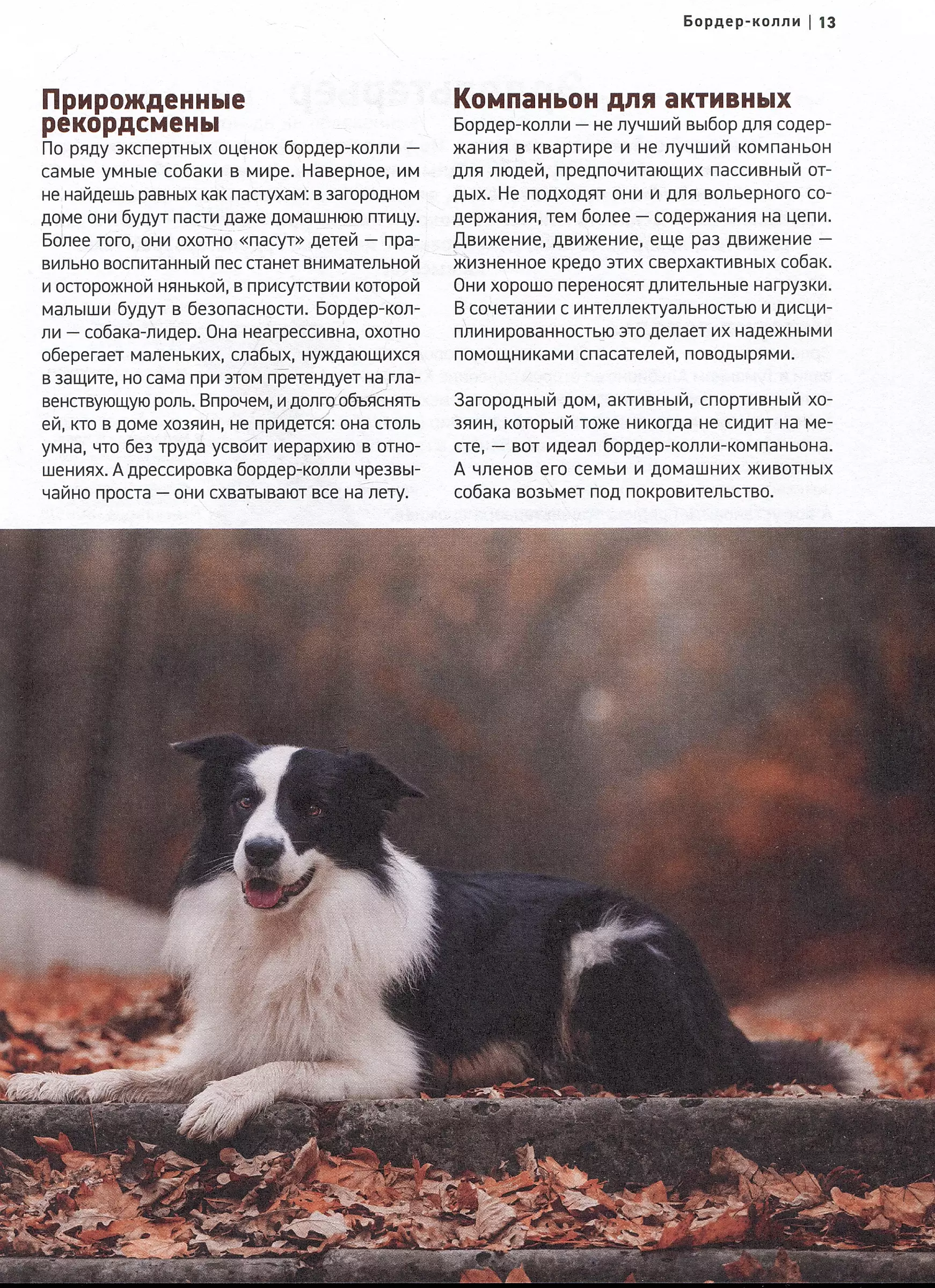 Dogs. The Most Famous Breeds. A Large Illustrated Encyclopedia