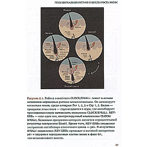 Hair. An Illustrated Guide for Physicians, Trichologists, and Hairdressers