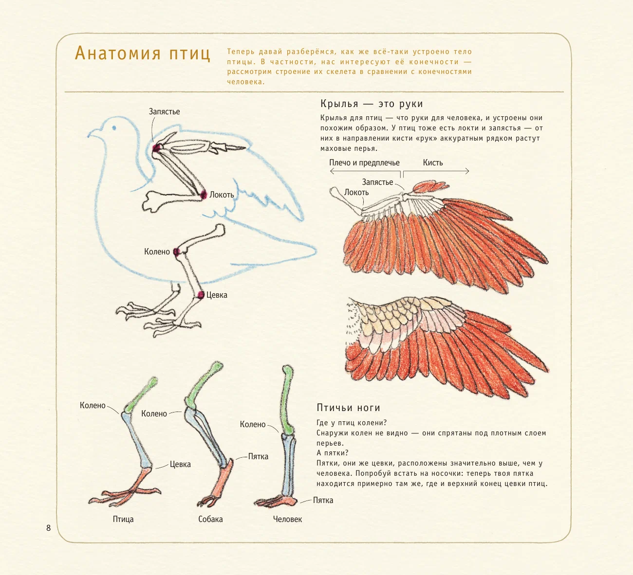 Drawing Cute Birds