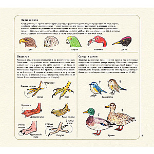 Drawing Cute Birds