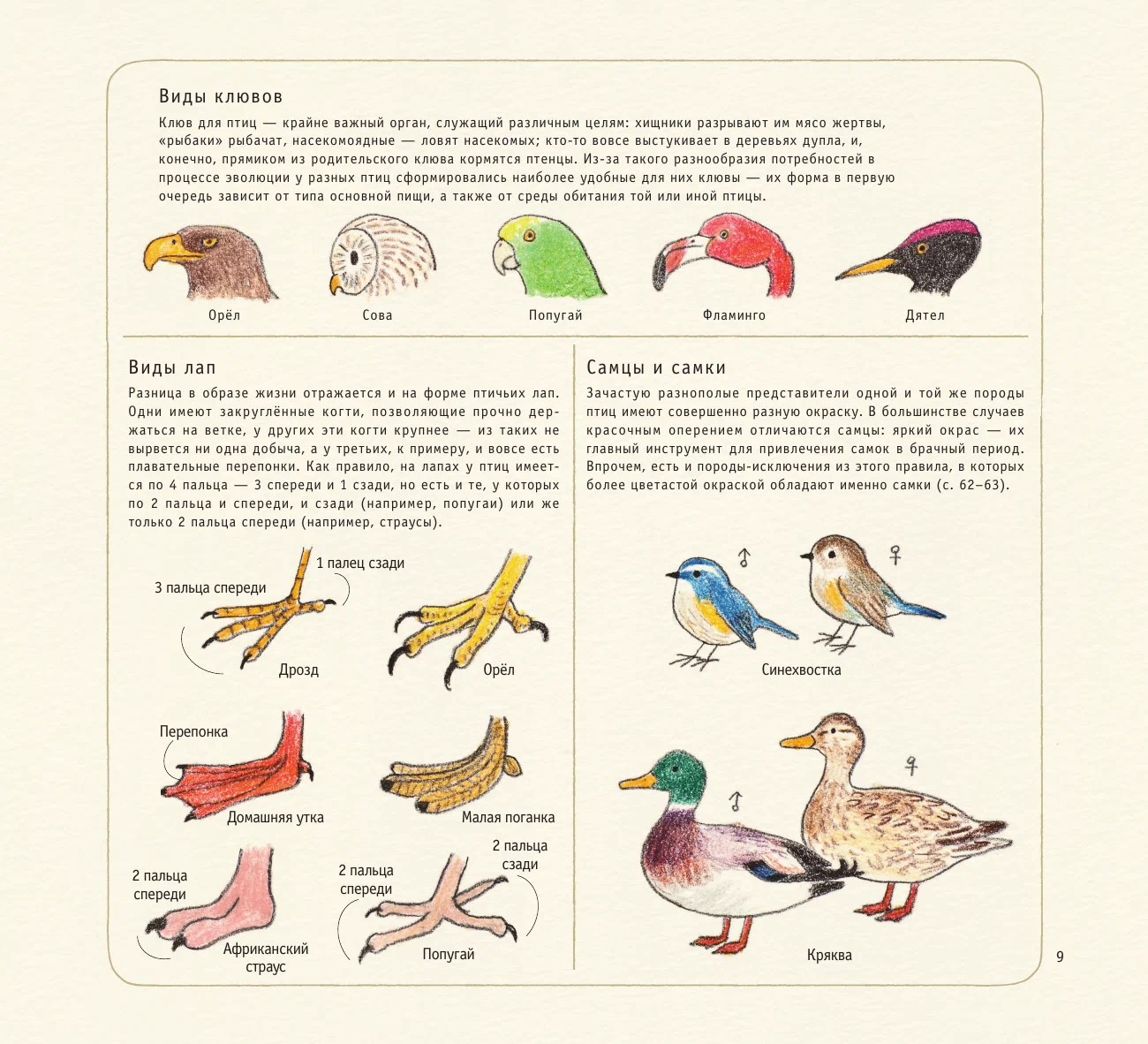 Drawing Cute Birds