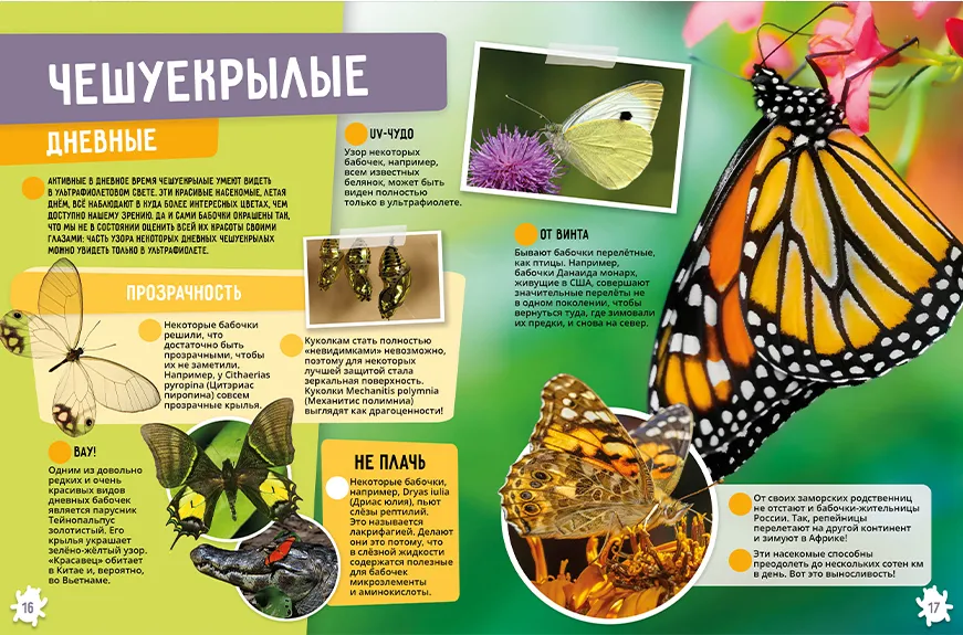 Insects and Arachnids. 250 Incredible Facts