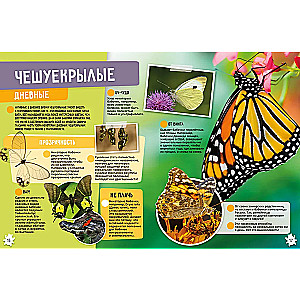 Insects and Arachnids. 250 Incredible Facts