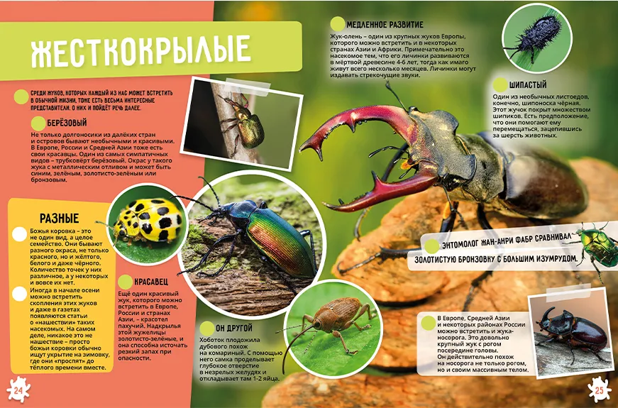 Insects and Arachnids. 250 Incredible Facts