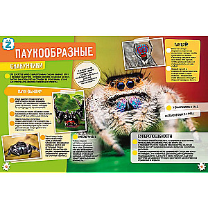 Insects and Arachnids. 250 Incredible Facts