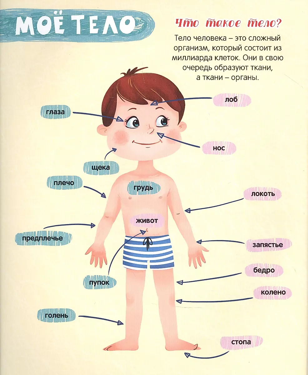 The Human Body