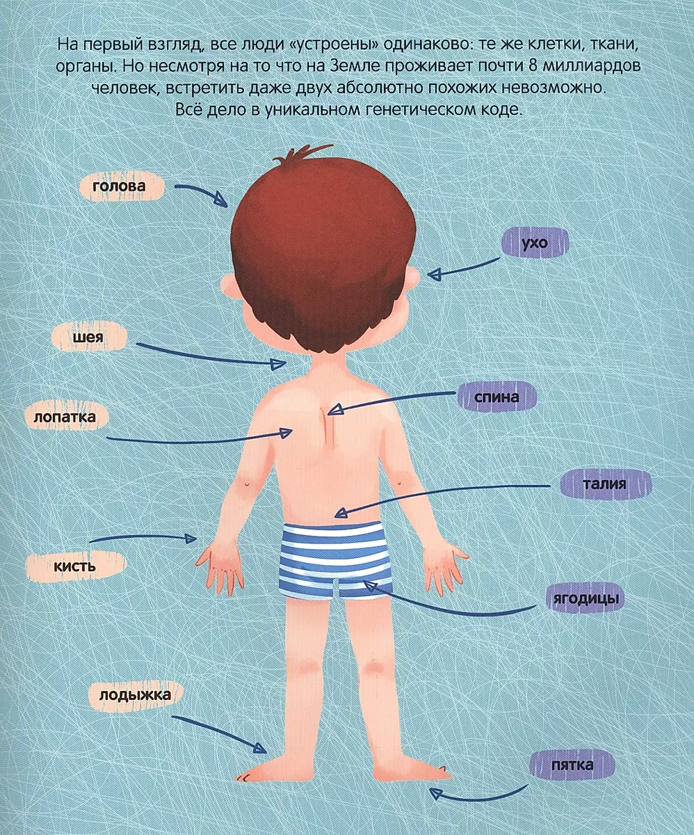 The Human Body