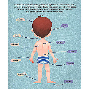 The Human Body