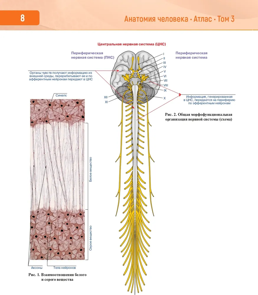Human Anatomy. Atlas in 3 Volumes. Volume 3. Nervous System. Sensory Organs