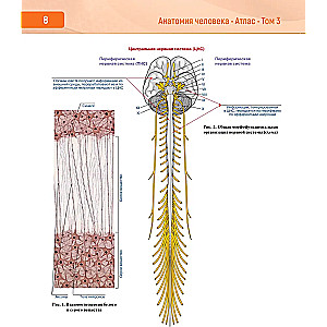 Human Anatomy. Atlas in 3 Volumes. Volume 3. Nervous System. Sensory Organs