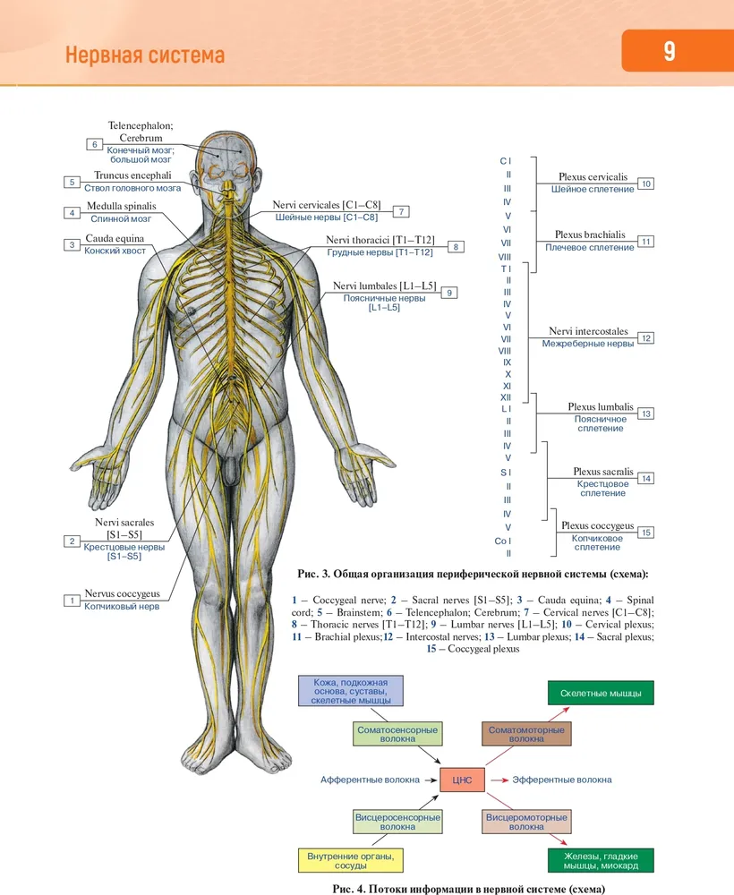 Human Anatomy. Atlas in 3 Volumes. Volume 3. Nervous System. Sensory Organs