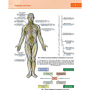 Human Anatomy. Atlas in 3 Volumes. Volume 3. Nervous System. Sensory Organs