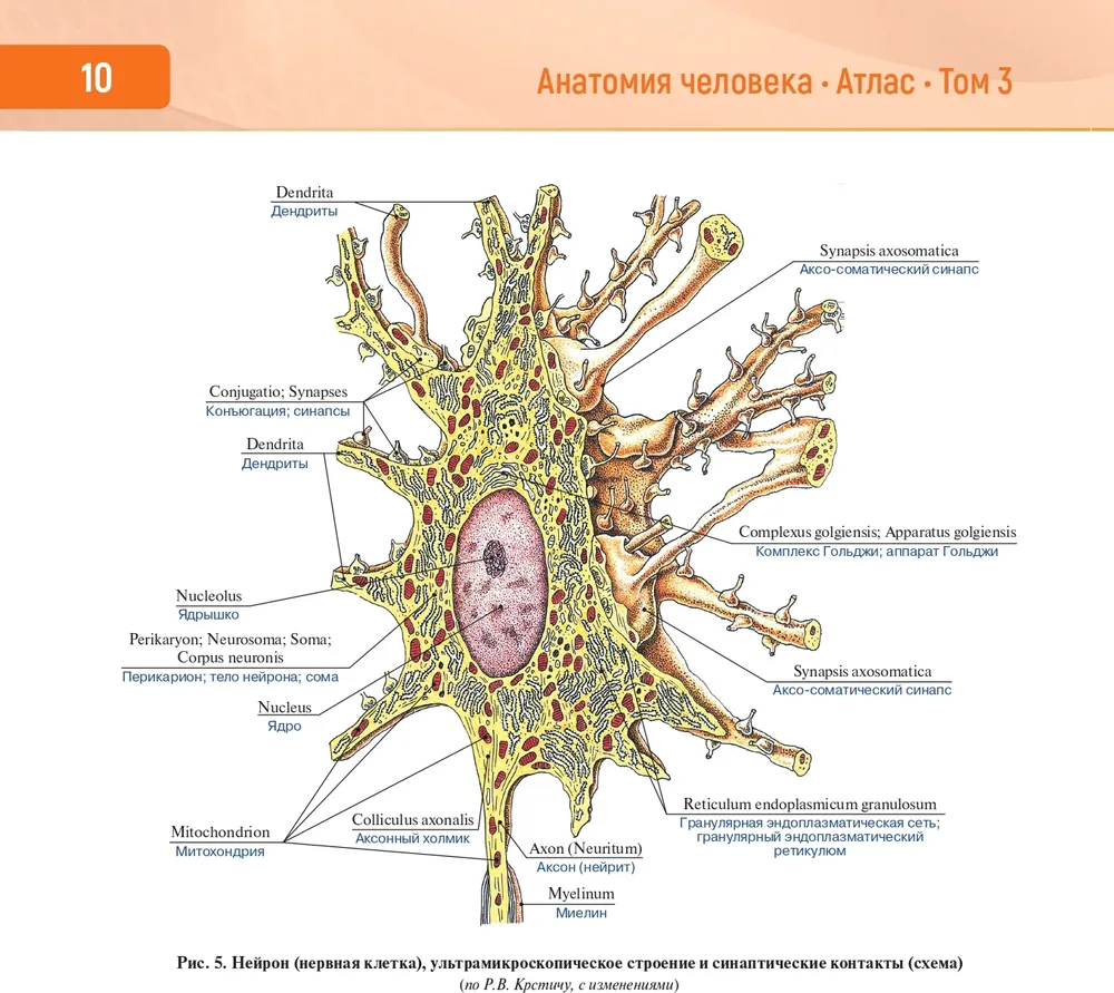 Human Anatomy. Atlas in 3 Volumes. Volume 3. Nervous System. Sensory Organs