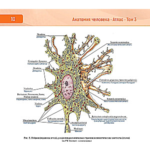 Human Anatomy. Atlas in 3 Volumes. Volume 3. Nervous System. Sensory Organs