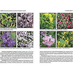 Horticulture. Theory and Practice