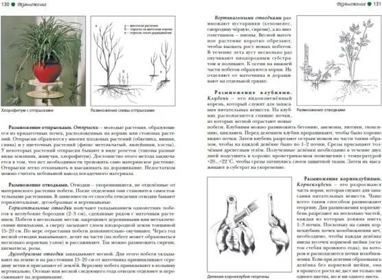 Horticulture. Theory and Practice