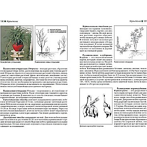 Horticulture. Theory and Practice