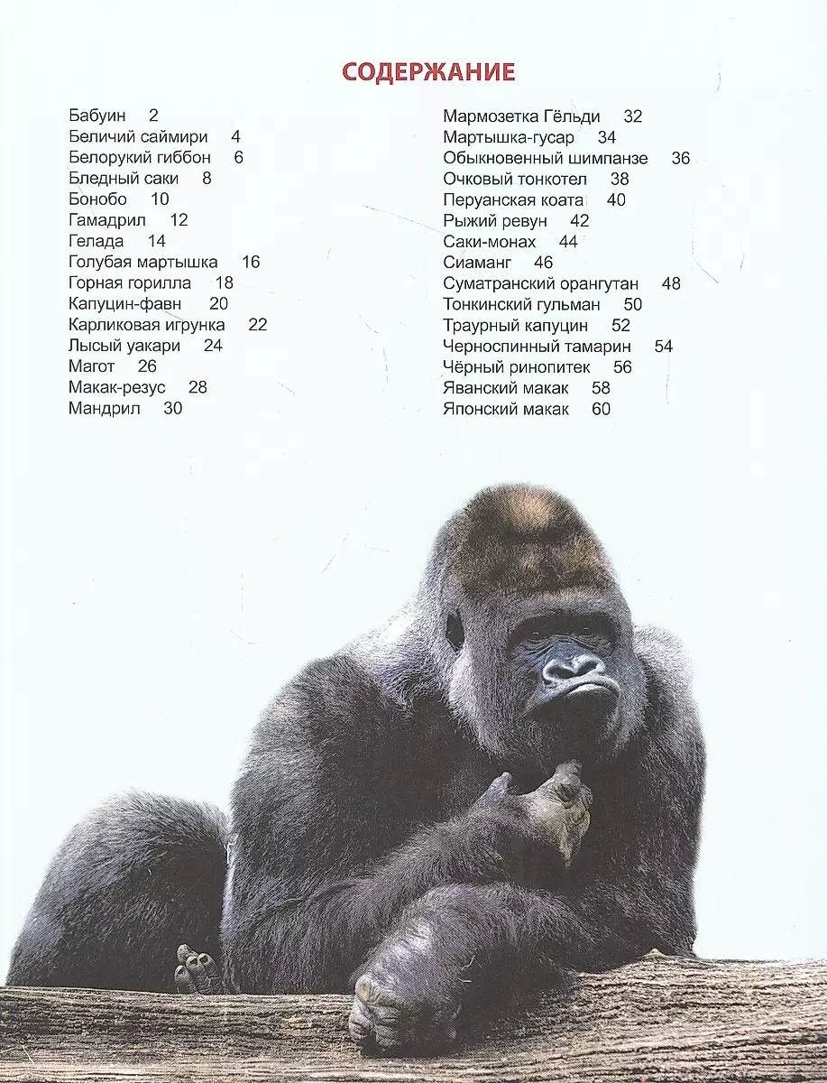 Monkeys