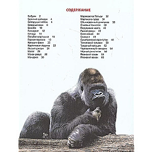 Monkeys