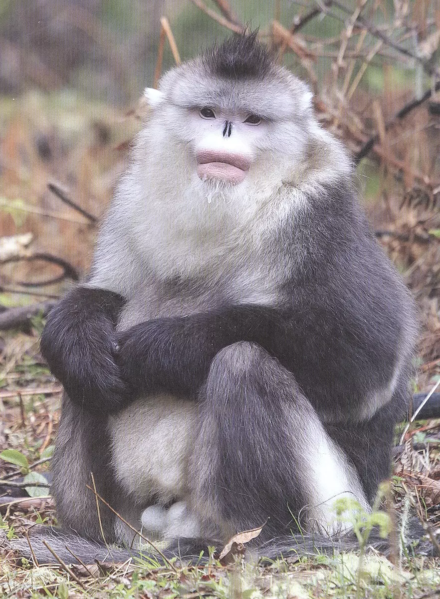 Monkeys