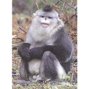 Monkeys