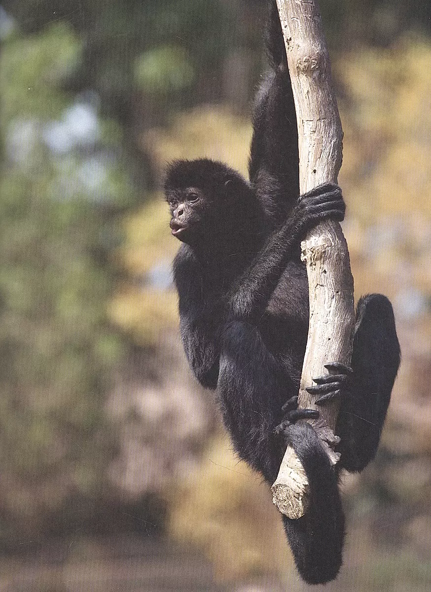 Monkeys