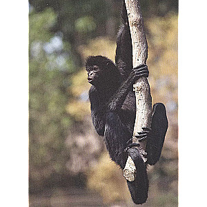 Monkeys