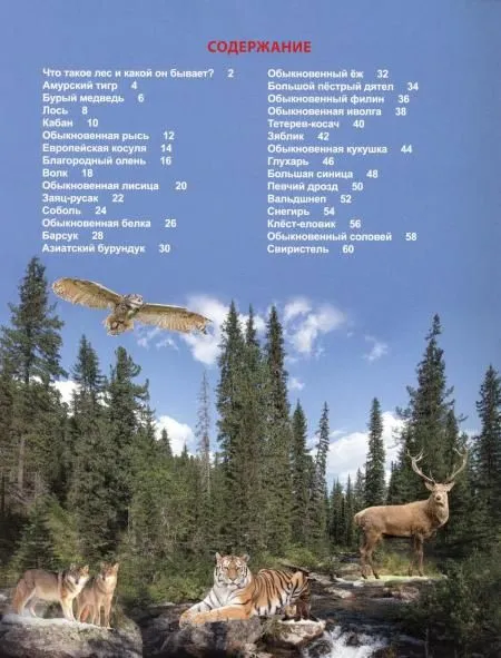 Who lives in the forest?