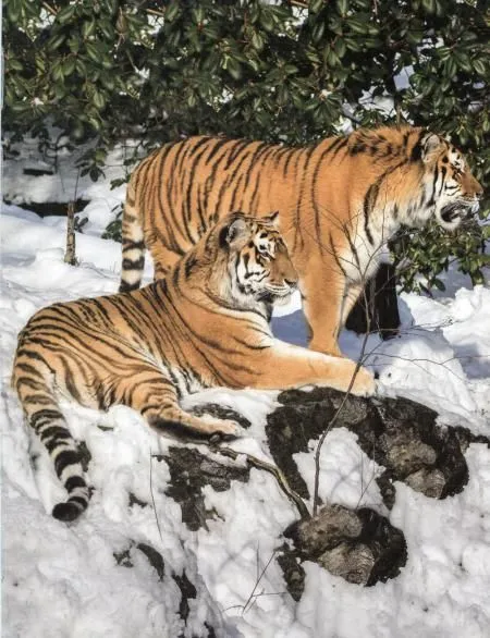 Who lives in the forest?