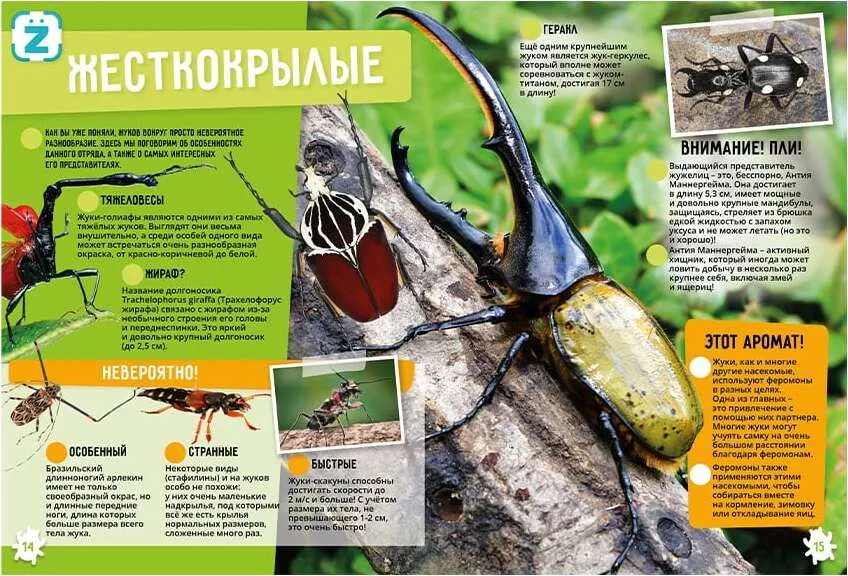 Insects and Arachnids. Incredible Facts