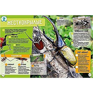 Insects and Arachnids. Incredible Facts