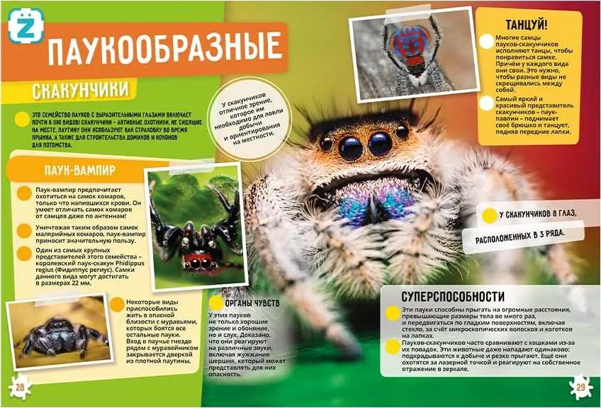 Insects and Arachnids. Incredible Facts