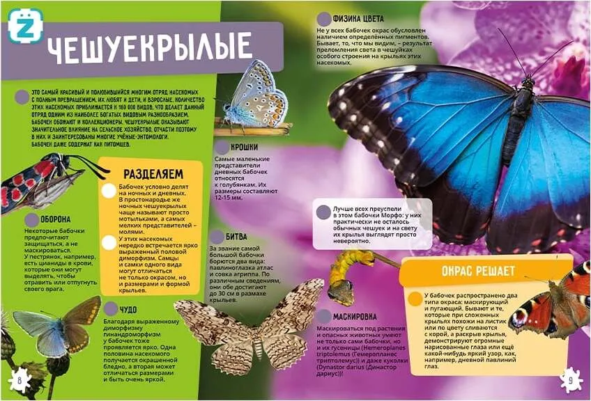 Insects and Arachnids. Incredible Facts