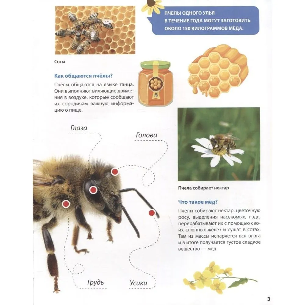 All About Insects for Kids