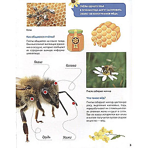 All About Insects for Kids