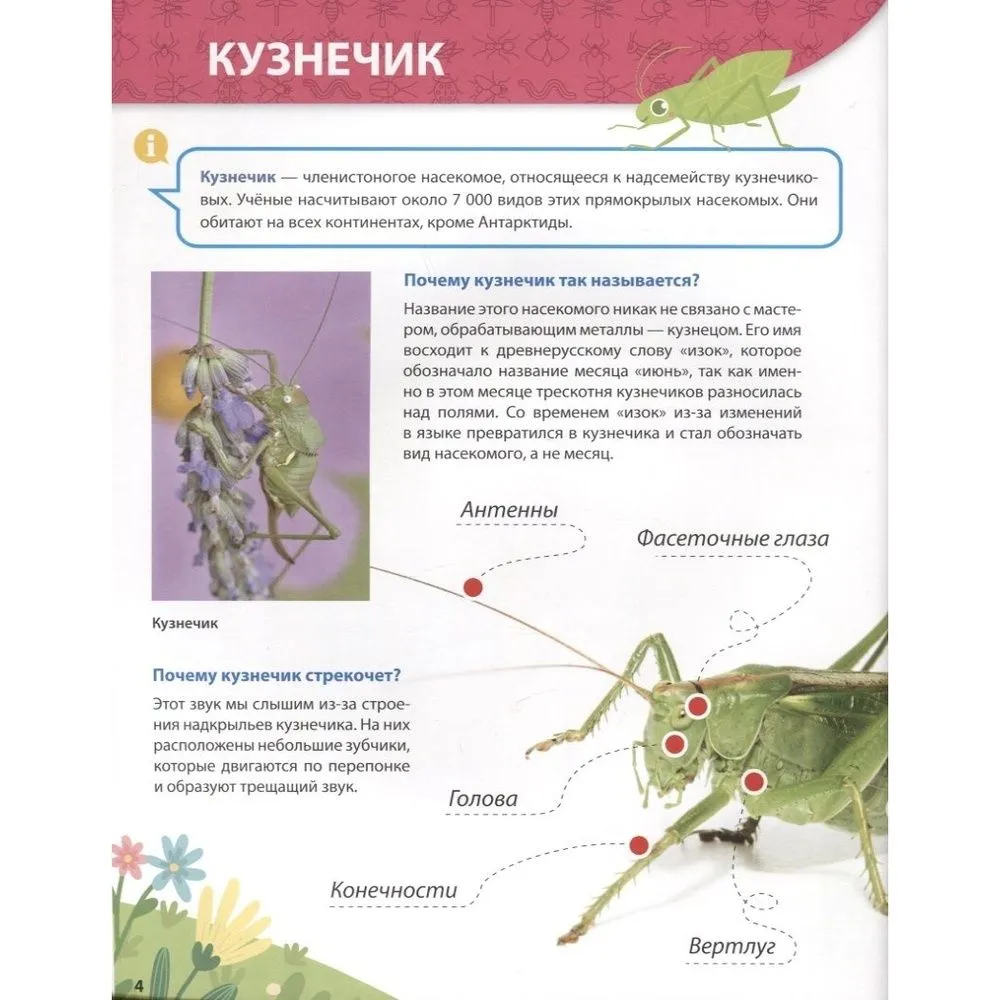 All About Insects for Kids