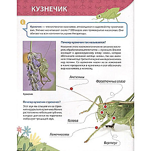 All About Insects for Kids