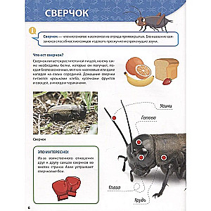 All About Insects for Kids