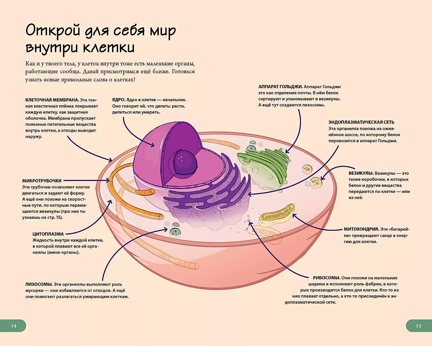 The Human Body. Home Laboratory for Kids