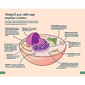 The Human Body. Home Laboratory for Kids