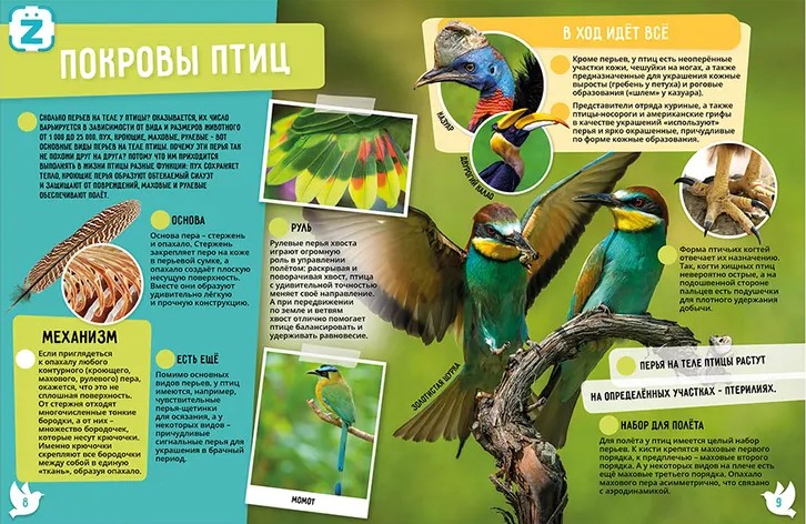 Birds. 250 Incredible Facts