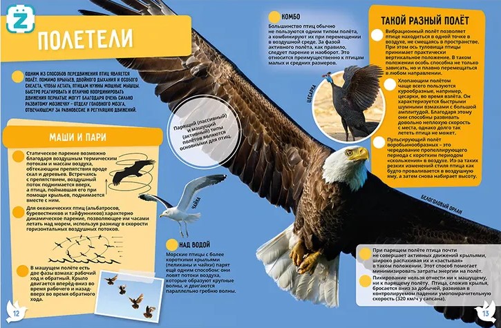 Birds. 250 Incredible Facts