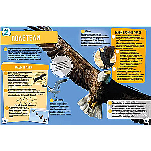 Birds. 250 Incredible Facts